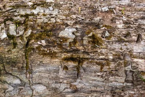 The trunk of an old tree, interwoven with corridors of bark beetle. 스톡 사진