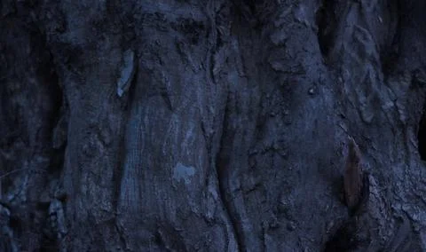 The trunk of an old tree at night. 스톡 사진