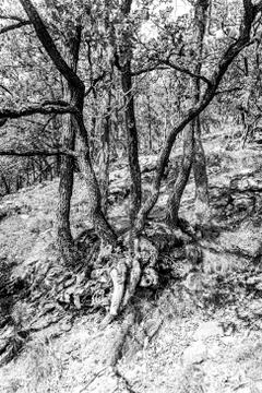 Trunk of old tree, oak tree, black,and white. Foto stock