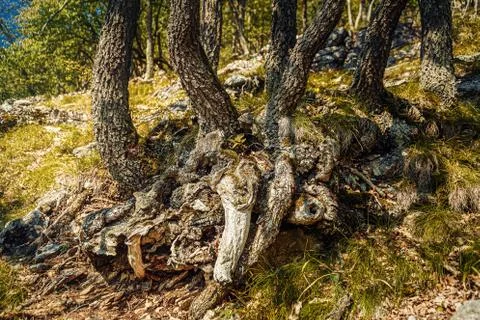 Trunk of old tree, oak tree. Foto stock