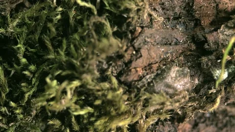 The trunk of an old tree overgrown with moss. Stock Footage 147695870