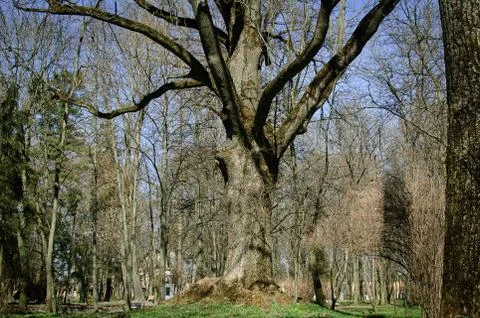 Trunk of an old tree in the park during sunny day in early spring Stock Photos