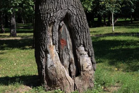 Trunk of an old tree Stock-Fotos