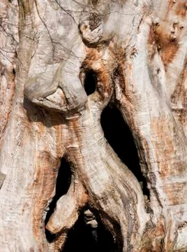 Trunk of an old tree Stock Photos