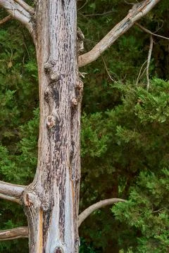 Trunk of an old tree Stock Photos