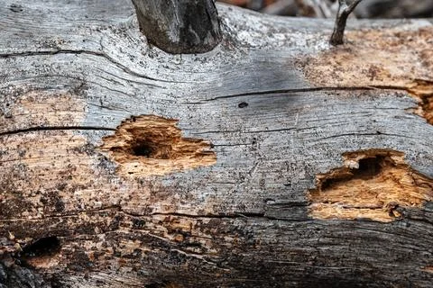 Trunk of an old tree. Stock Photos