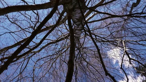 Trunk of an old tree video from bottom to top of a birch. Stock Footage 128602327