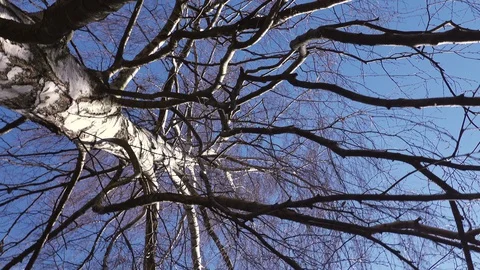 Trunk of an old tree video from bottom to top of a birch. Stock Footage 128602474