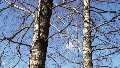 Trunk of an old tree video from bottom to top of a birch. Stock Footage 128626809