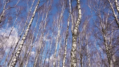 Trunk of an old tree video from bottom to top of a birch. Stock Footage 128626920