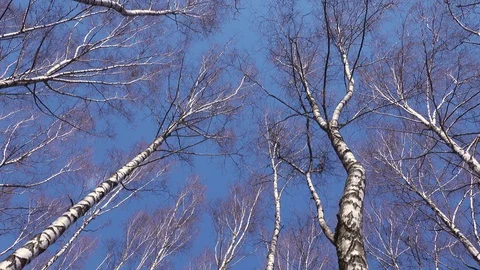 Trunk of an old tree video from bottom to top of a birch. Stock Footage 128627073