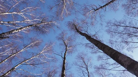 Trunk of an old tree video from bottom to top of a birch. Stock Footage 128627163