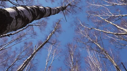 Trunk of an old tree video from bottom to top of a birch. Stock Footage 128627332