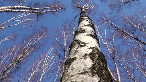 Trunk of an old tree video from bottom to top of a birch. Stock Footage 128627521
