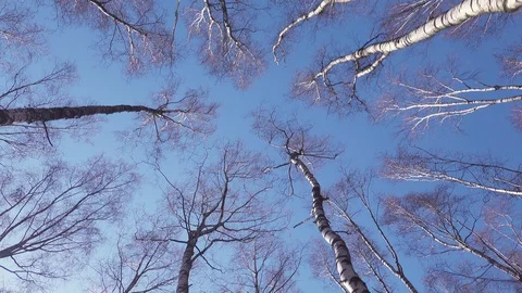 Trunk of an old tree video from bottom to top of a birch. Stock Footage 128627694