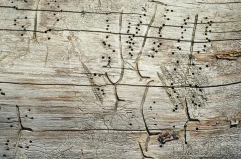 The trunk of an old tree withered. Stock Photos