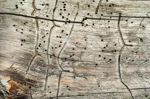The trunk of an old tree withered. Stock Photos