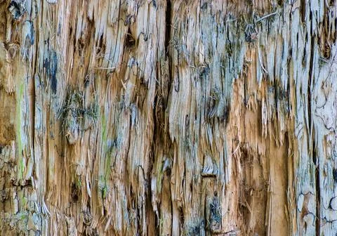 Trunk of an old tree without bark. background and texture. Stock-Fotos