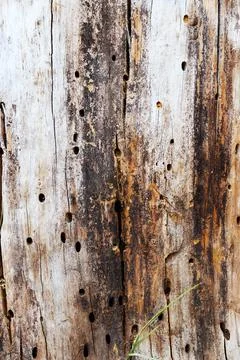 The trunk of an old tree without bark Stock Photos