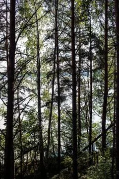 Trunk of old trees Stock Photos