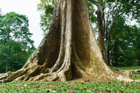 The trunk of an old tropical tree with roots in the form of blades Stock Photos