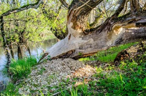 Trunk of an old willow eared beavers 스톡 사진