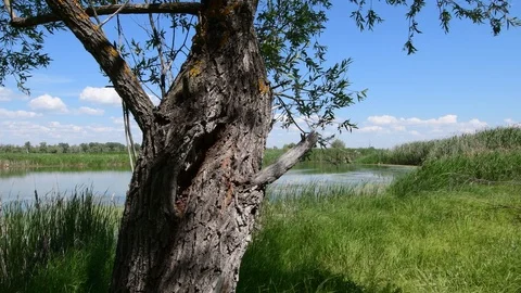 The trunk of an old willow tree close-up 動画素材 111031262