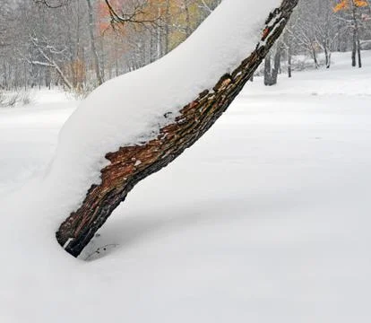 Trunk of  old willow which is filled up with snow Stock Photos
