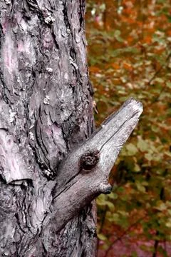 Trunk  of old withered pine tree with dry branch Stock Photos