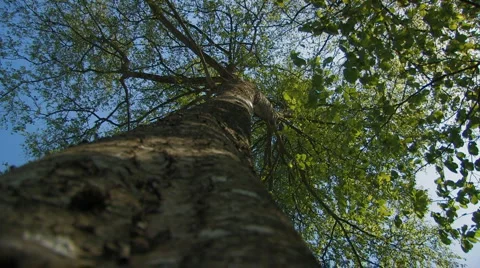 Trunk of older birch with branches and leaves Stock Footage 4721309