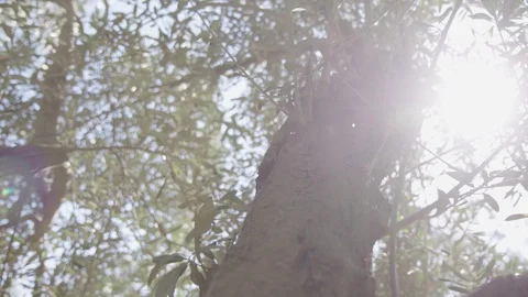 Trunk of an olive tree and Rays of Sunlight, panning shot Vídeos de archivo 86157467