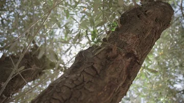 Trunk of an olive tree in an olive orchard, Israel Vídeos de archivo 86155773