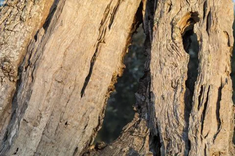 Trunk of olive tree Stock Photos