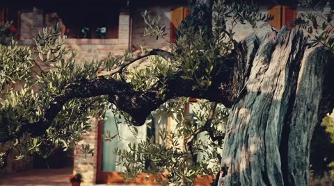 Trunk of olive tree in Tuscany Stock Footage 59644362