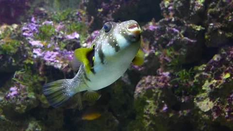 A trunk or puffer fish, cow fish underwater Video stock 300035180