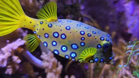 A trunk or puffer fish Stock Footage 277544112