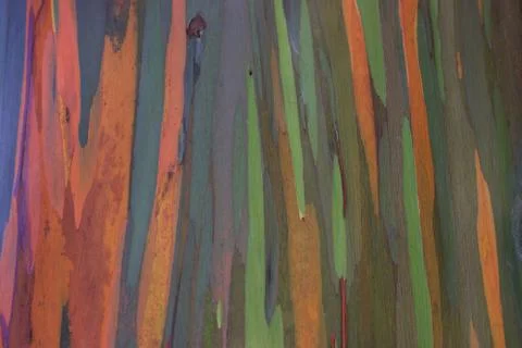 Trunk of Painted Forest / Rainbow Trees Maui Stock Photos