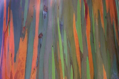 Trunk of Painted Forest / Rainbow Trees Maui Stock Photos