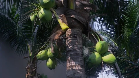 Trunk palm and leaves with coconuts. Large green coconuts grow on a palm tree Stockbeeldmateriaal 118598285