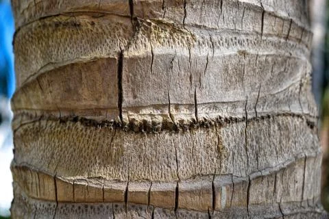 Trunk of palm with cracks close up Stock Photos