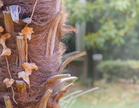 Trunk of the palm Stock Photos