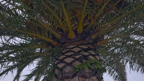 The trunk of a palm tree close-up camera rises to the top visible top of the top Stock Footage 219766248