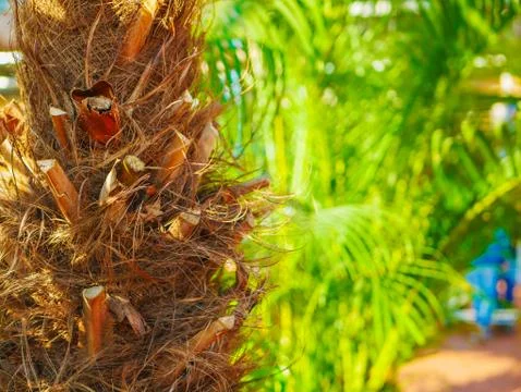Trunk of a palm tree close up. grown in the greenhouses of the store. Foto stock