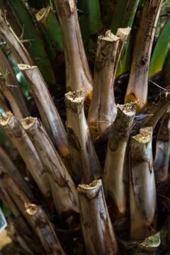 The trunk of the palm tree. Close up. Stock-Fotos