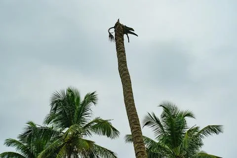 A trunk from a palm tree with a cropped top Stock Photos