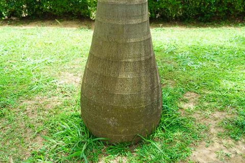 Trunk of a palm tree with a pear shape Stock Photos