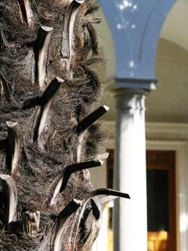 Trunk of palm-tree Stock Photos