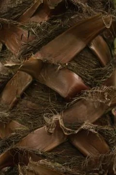 Trunk palm tree Stock Photos