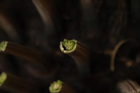 Trunk palm tree Stock Photos