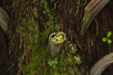 Trunk palm tree Stock Photos